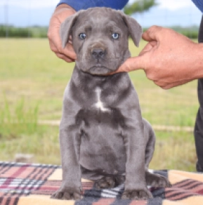 Cane Corso Italiano Welpe kaufen