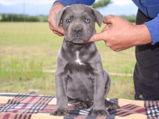 Cane Corso Italiano Welpe kaufen