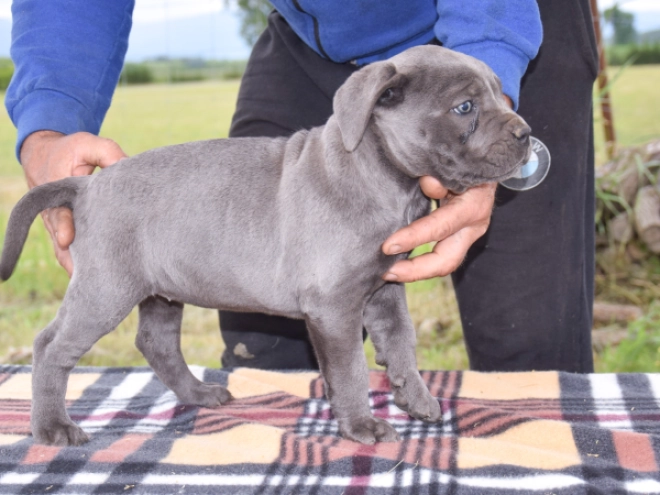 Cane Corso Italiano Welpe kaufen