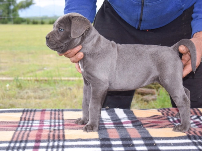 Cane Corso Italiano Welpe kaufen