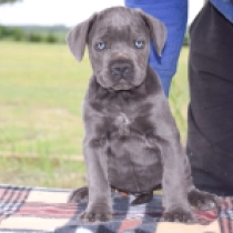 Raquel, grey Cane Corso Italiano Welpen kaufen