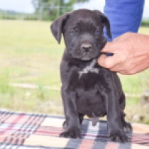Calvin Klein, black Cane Corso Italiano Welpen kaufen
