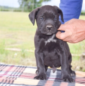 Cane Corso Italiano Welpe kaufen