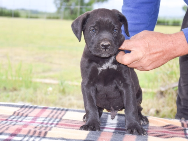 Cane Corso Italiano Welpe kaufen