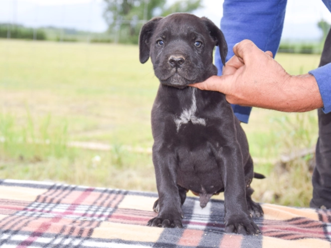 Cane Corso Italiano Welpe kaufen
