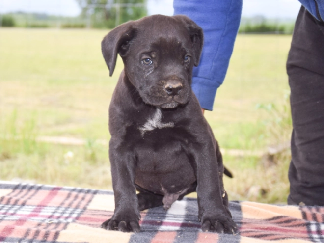 Cane Corso Italiano Welpe kaufen