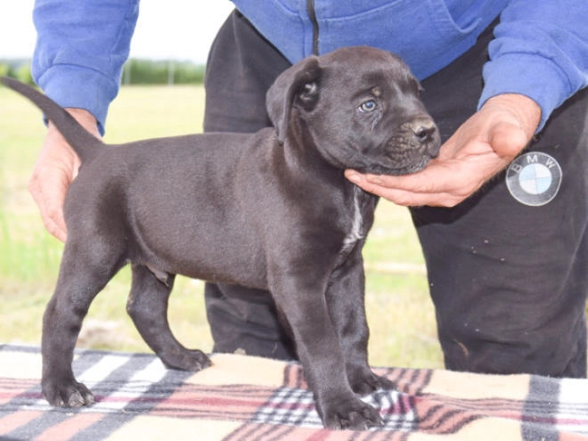 Cane Corso Italiano Welpe kaufen