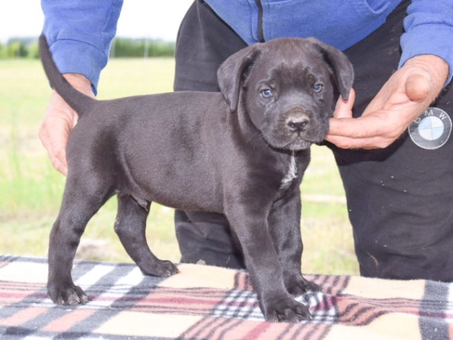 Cane Corso Italiano Welpe kaufen