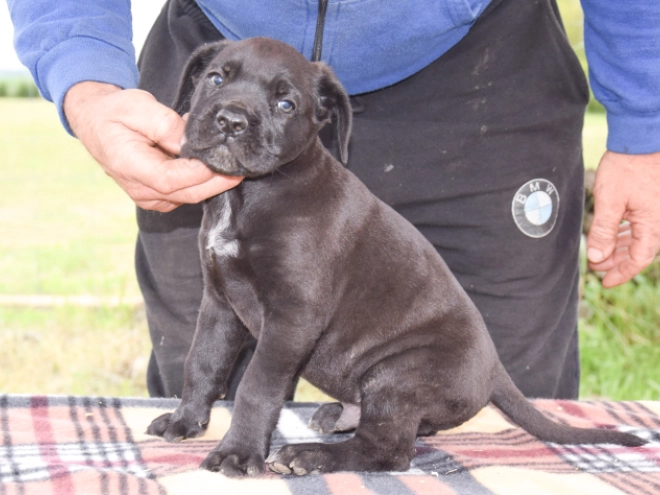Cane Corso Italiano Welpe kaufen