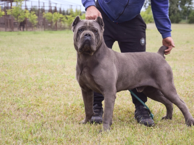 Cane Corso Italiano Welpe kaufen