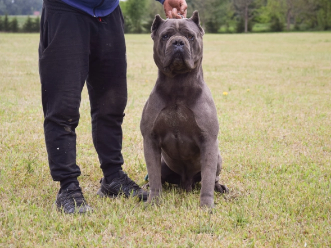 Cane Corso Italiano Welpe kaufen