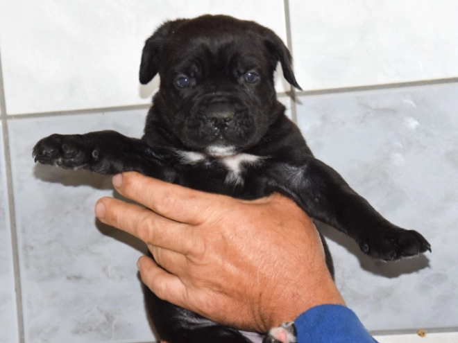 Cane Corso Italiano Welpe kaufen