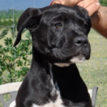Precious, black Italian Mastiff for sale