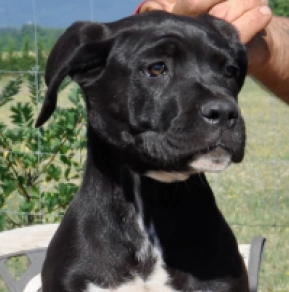 Cane Corso Italiano Welpe kaufen