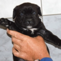 Precious, black Cane Corso Italiano Welpen kaufen