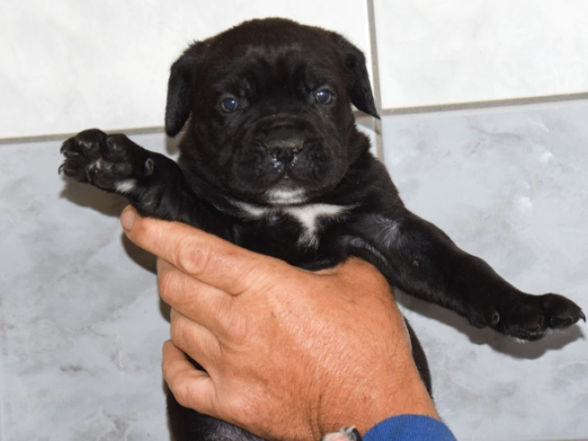 Cane Corso Italiano Welpe kaufen