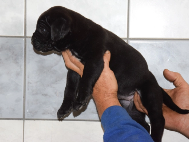 Cane Corso Italiano Welpe kaufen