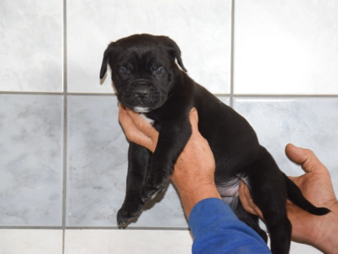 Cane Corso Italiano Welpe kaufen