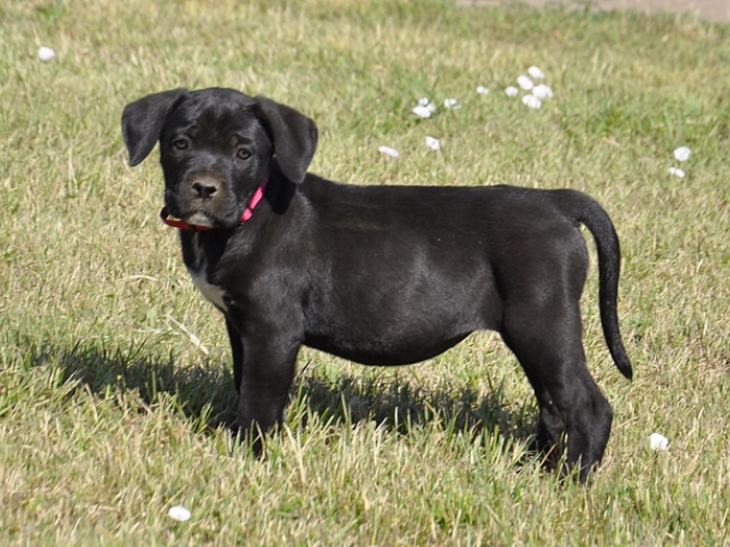 Cane Corso Italiano Welpe kaufen