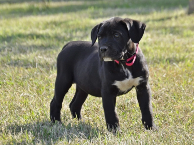 Cane Corso Italiano Welpe kaufen
