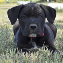 Precious, black Cane Corso Italiano Welpen kaufen