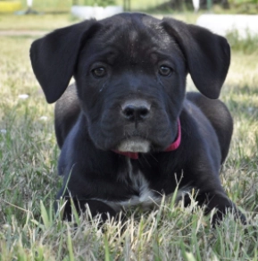 Cane Corso Italiano Welpe kaufen