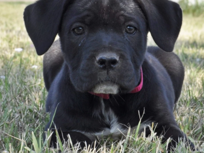 Cane Corso Italiano Welpe kaufen