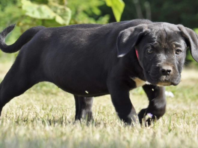 Cane Corso Italiano Welpe kaufen