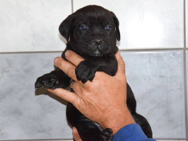 Cane Corso Italiano Welpe kaufen