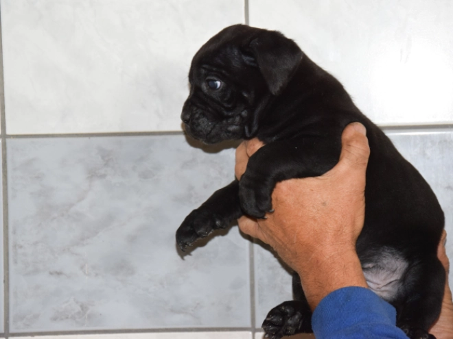 Cane Corso Italiano Welpe kaufen