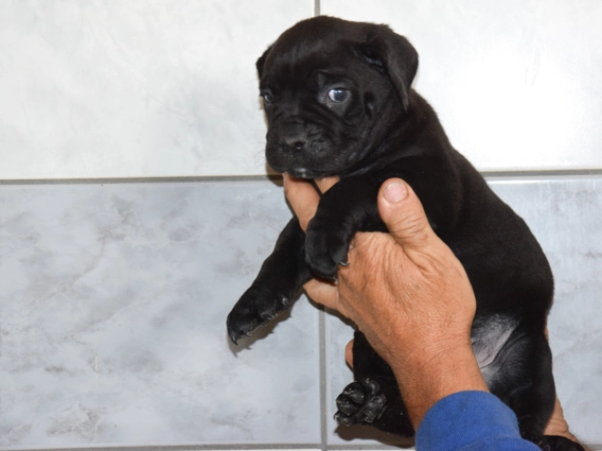 Cane Corso Italiano Welpe kaufen