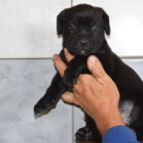 Tina, black Cane Corso Italiano Welpen kaufen