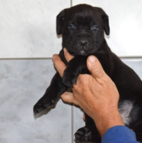Cane Corso Italiano Welpe kaufen