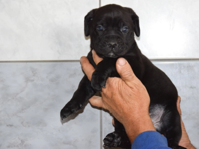 Cane Corso Italiano Welpe kaufen