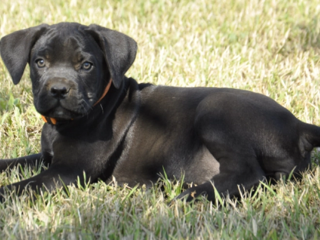 Perros Mastín Italiano en venta