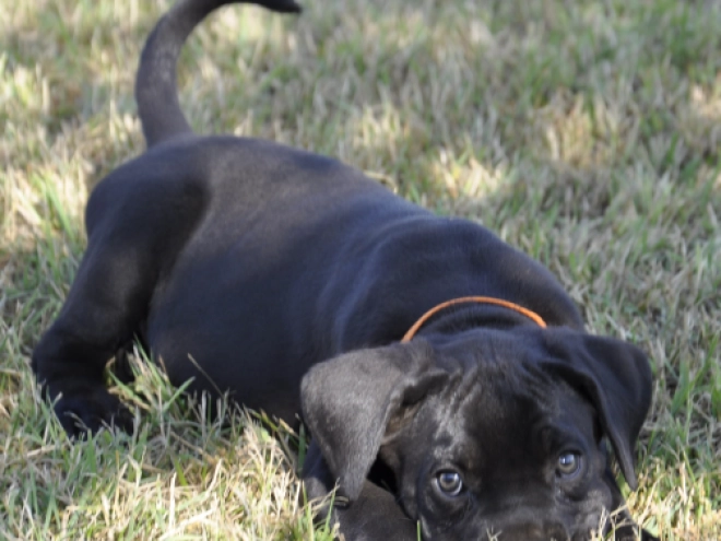 Perros Mastín Italiano en venta