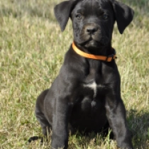 Tina, black Cane Corso Italiano Welpen kaufen