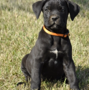 Cane Corso Italiano Welpe kaufen
