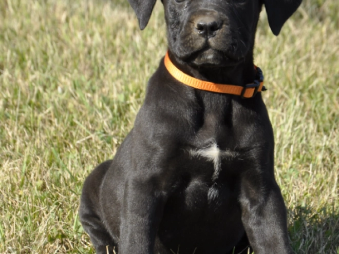 Perros Mastín Italiano en venta