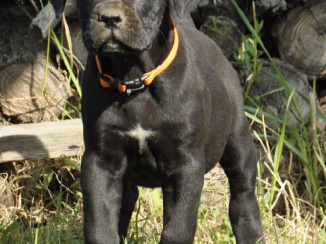 Perros Mastín Italiano en venta