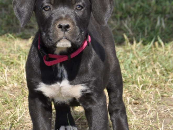 Perros Mastín Italiano en venta