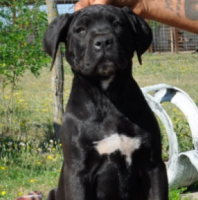 Cane Corso Italiano Welpe kaufen