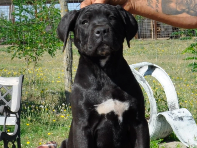 Perros Mastín Italiano en venta