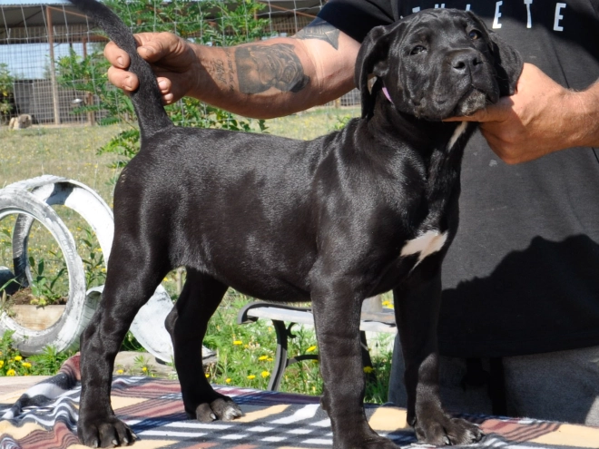 Perros Mastín Italiano en venta