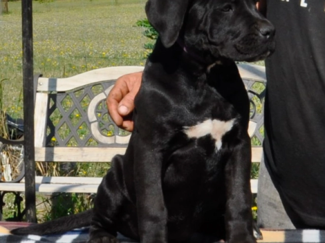 Perros Mastín Italiano en venta
