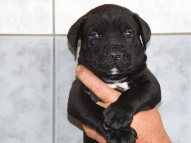 Cane Corso Italiano Welpe kaufen