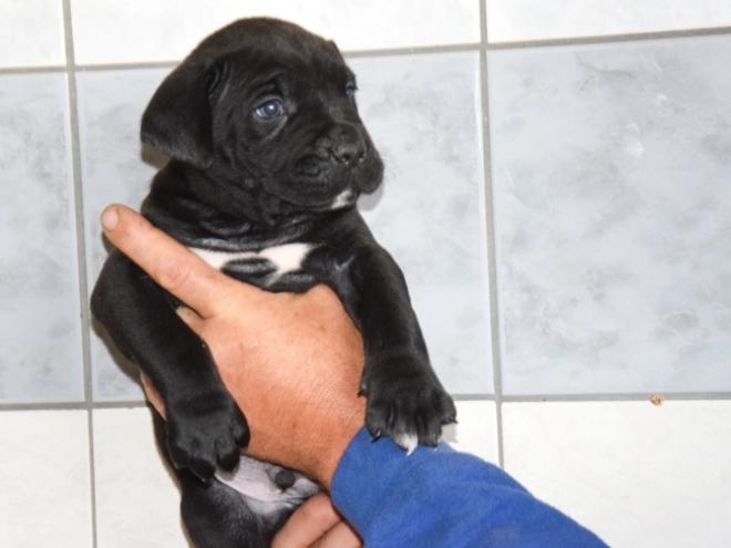 Cane Corso Italiano Welpe kaufen