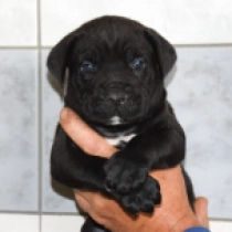 David Spritz, black Cane Corso Italiano Welpen kaufen