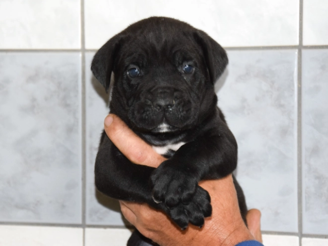 Cane Corso Italiano Welpe kaufen