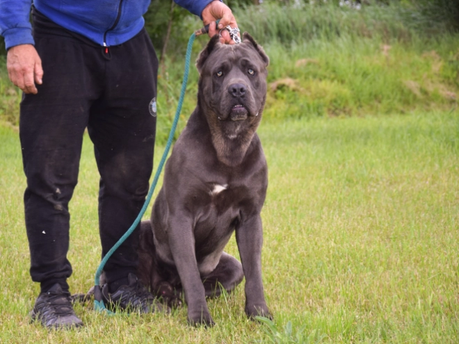 Cane Corso Italiano Welpe kaufen